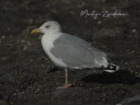 Meeuwen en Sterns [Laridae]